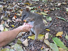 073 Port Douglas Wildlife Habitat